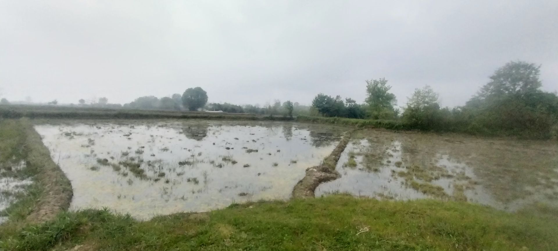 فروش شالیزار فومن چیران – کد6195