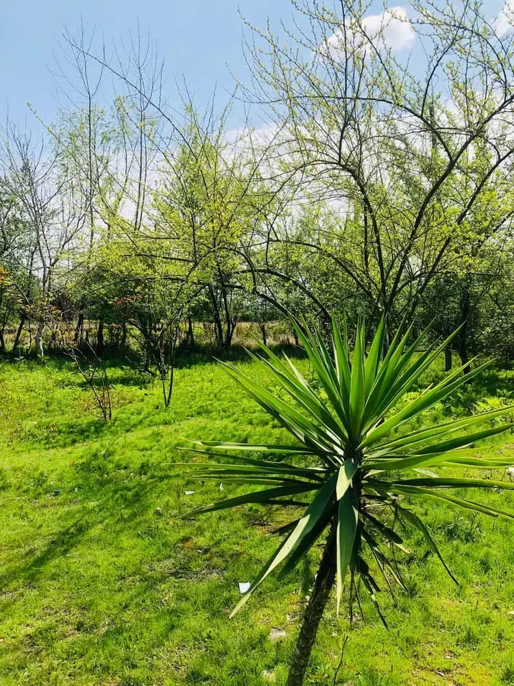 اجاره ویلا جنگلی گرفم جاده رشت به انزلی -<span class='melk_id '>کد 2331</span>